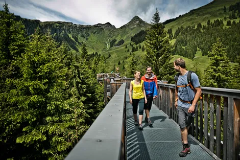 Baumzipfelweg - Talschluss Saalbach Hinterglemm